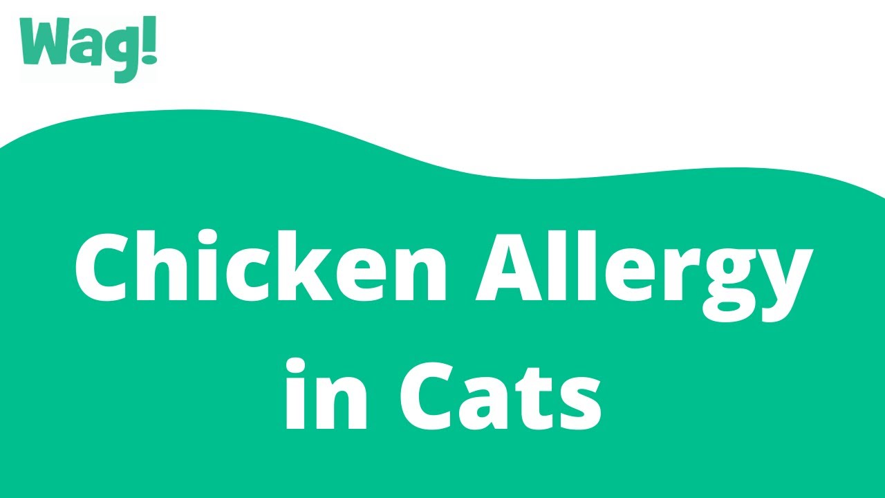 Chicken Allergy in Cats | Wag!