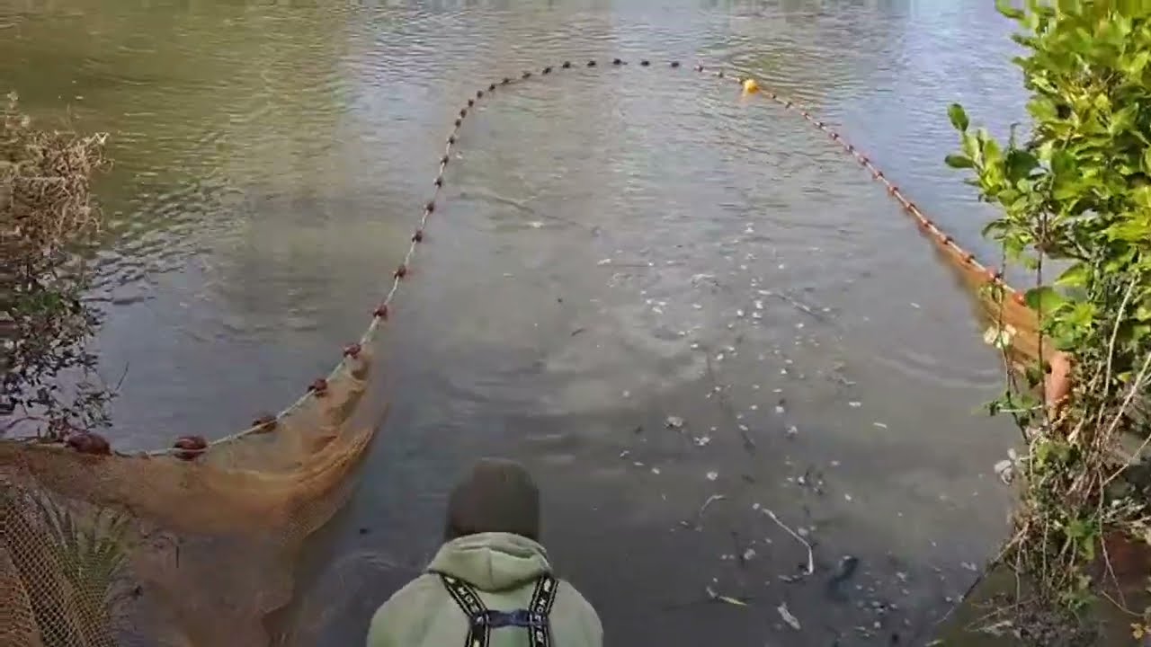 Twisted Koi is live mud pond harvest time #koi #koifarm #koifish 