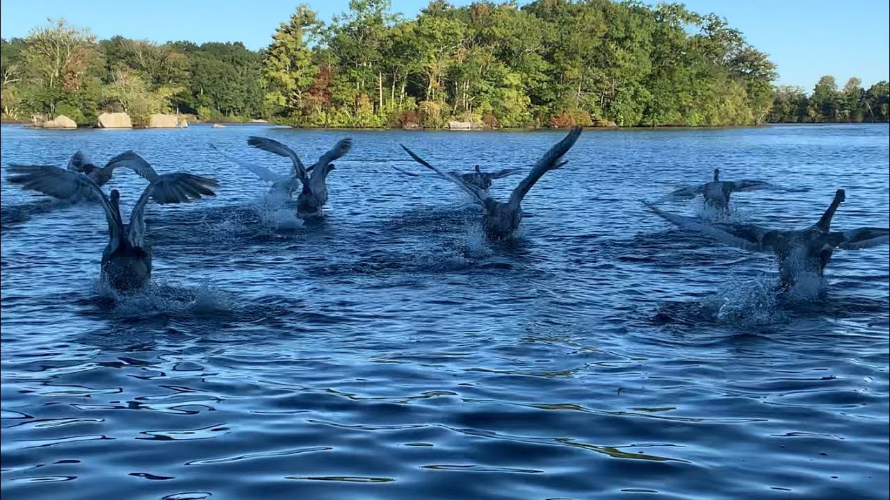 Mute Swans Family Took Flight (Mr Mark And Diamond)