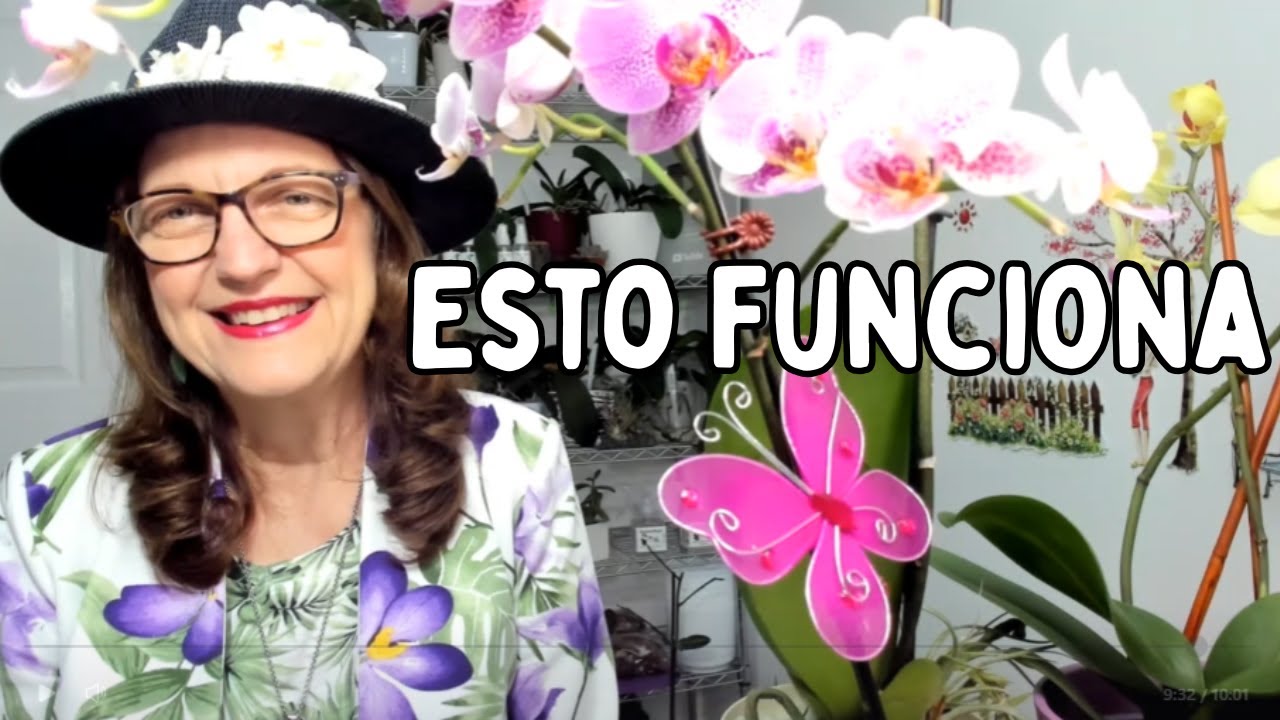 Orquídeas en Agua ¿Mito o Método Real Cómo Cultivarlas Paso a Paso #543