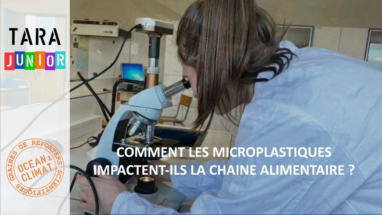 Comment les microplastiques impactent-ils la chaîne alimentaire ?