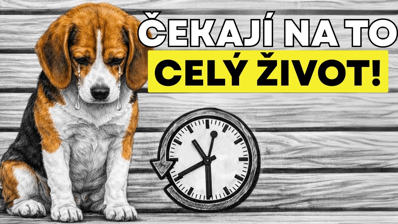 Váš pes čekal celý svůj život, až konečně uděláte TOTO!