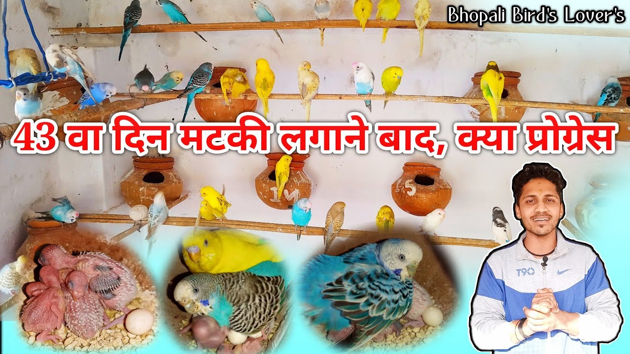 Matki lagane ke 43 din me // budgies breeding progress//बजरी तोतों के बच्चे #bhopalibirdslovers