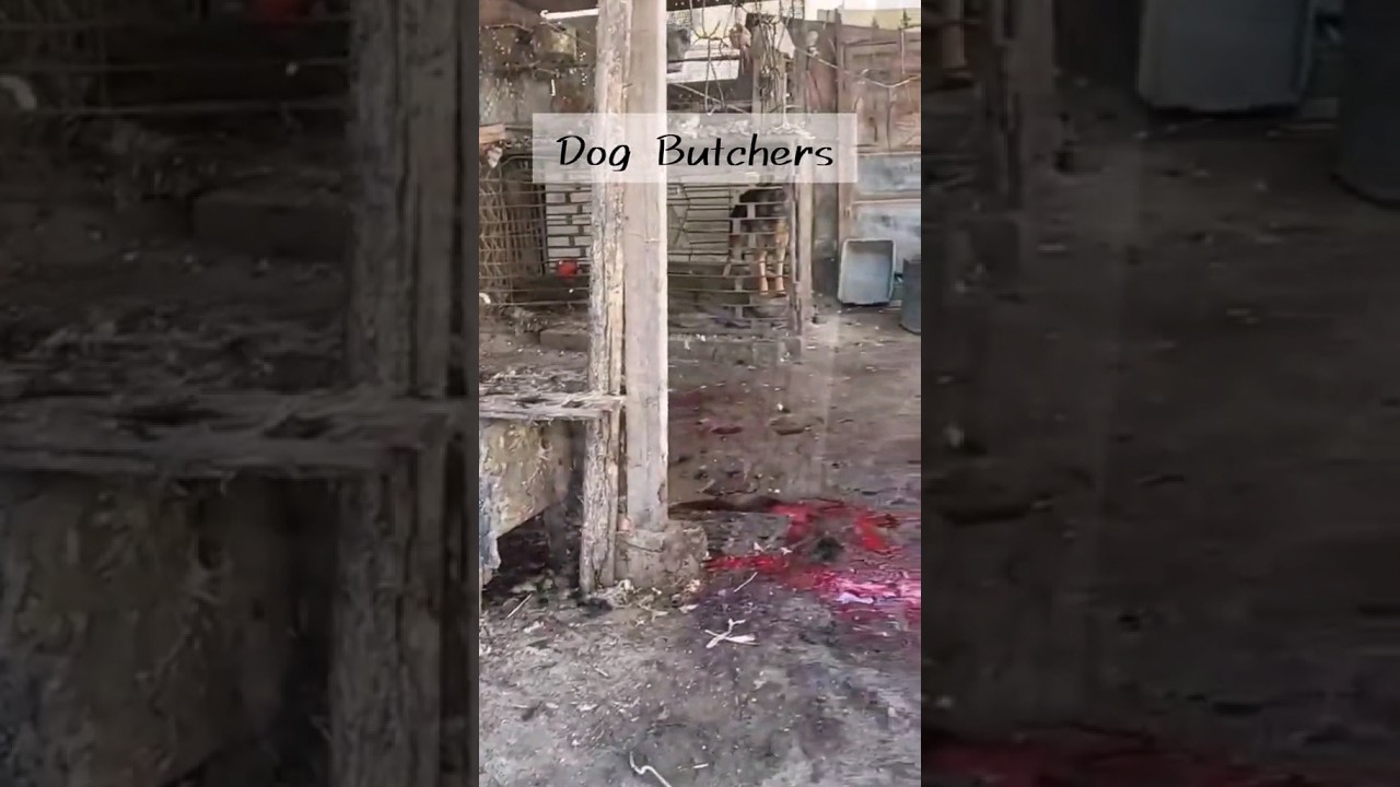 Dog meat trade rescue