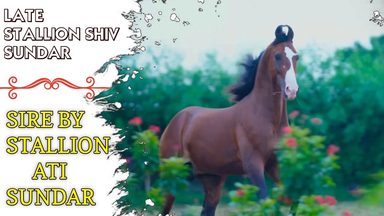 MARWARI HORSE ||  LATE STALLION SHIV SUNDER || STALLION || EXPLORING GUJARAT 94 ||
