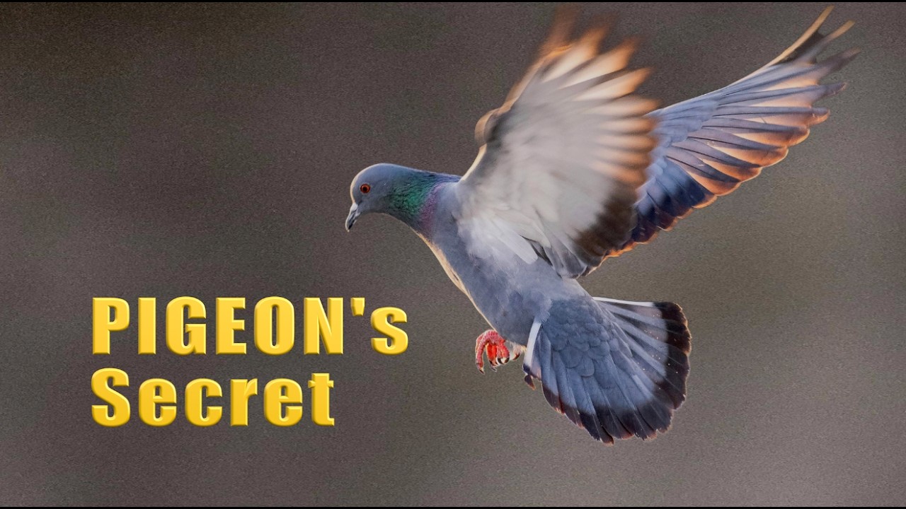 How Do Pigeons Know the Address?