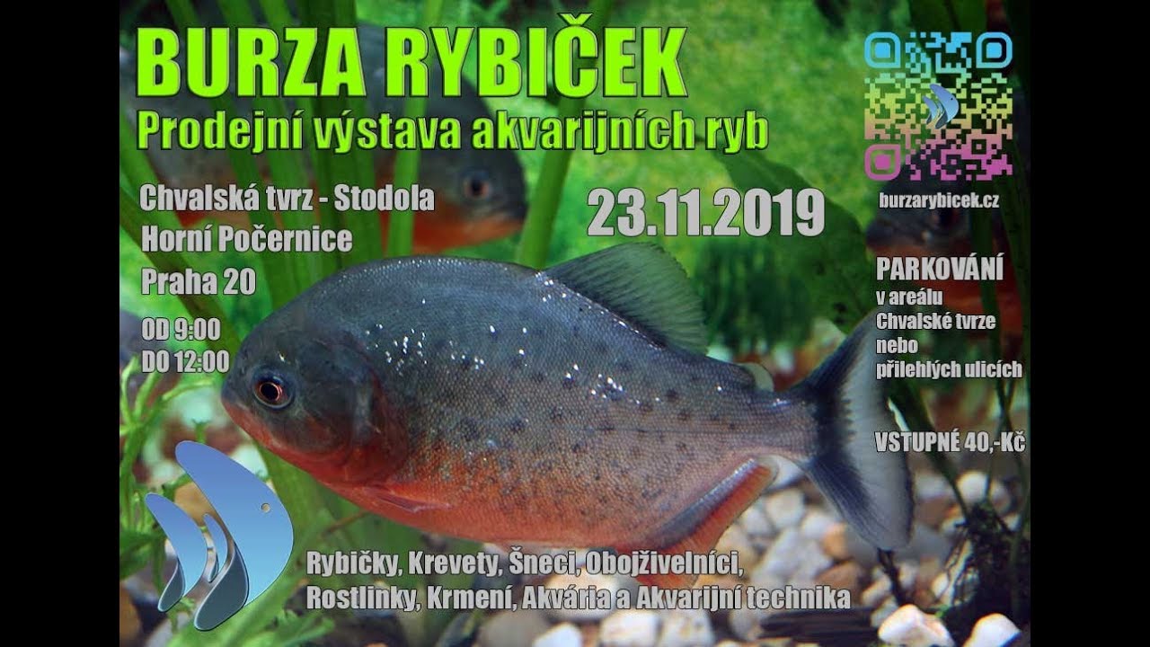 Burza rybiček 23.11.2019