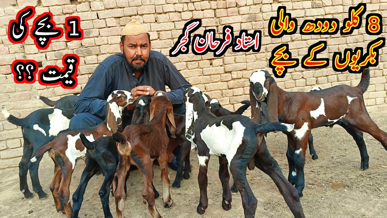 Extremely Pure Beetal Goat's Kids - Ustaad Farhan Gujjar