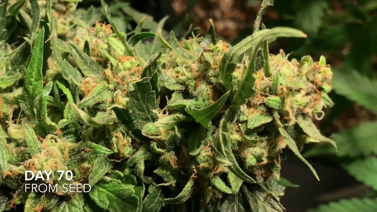 Fast buds - GSC Auto (From Seed to Harvest) #8