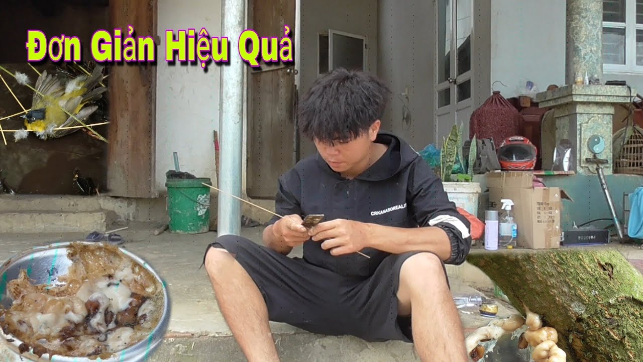 Chế Keo Bẫy Chim Từ Nhựa Cây Lên Thêm Em Mới | Dân Tộc Tây Bắc Tv