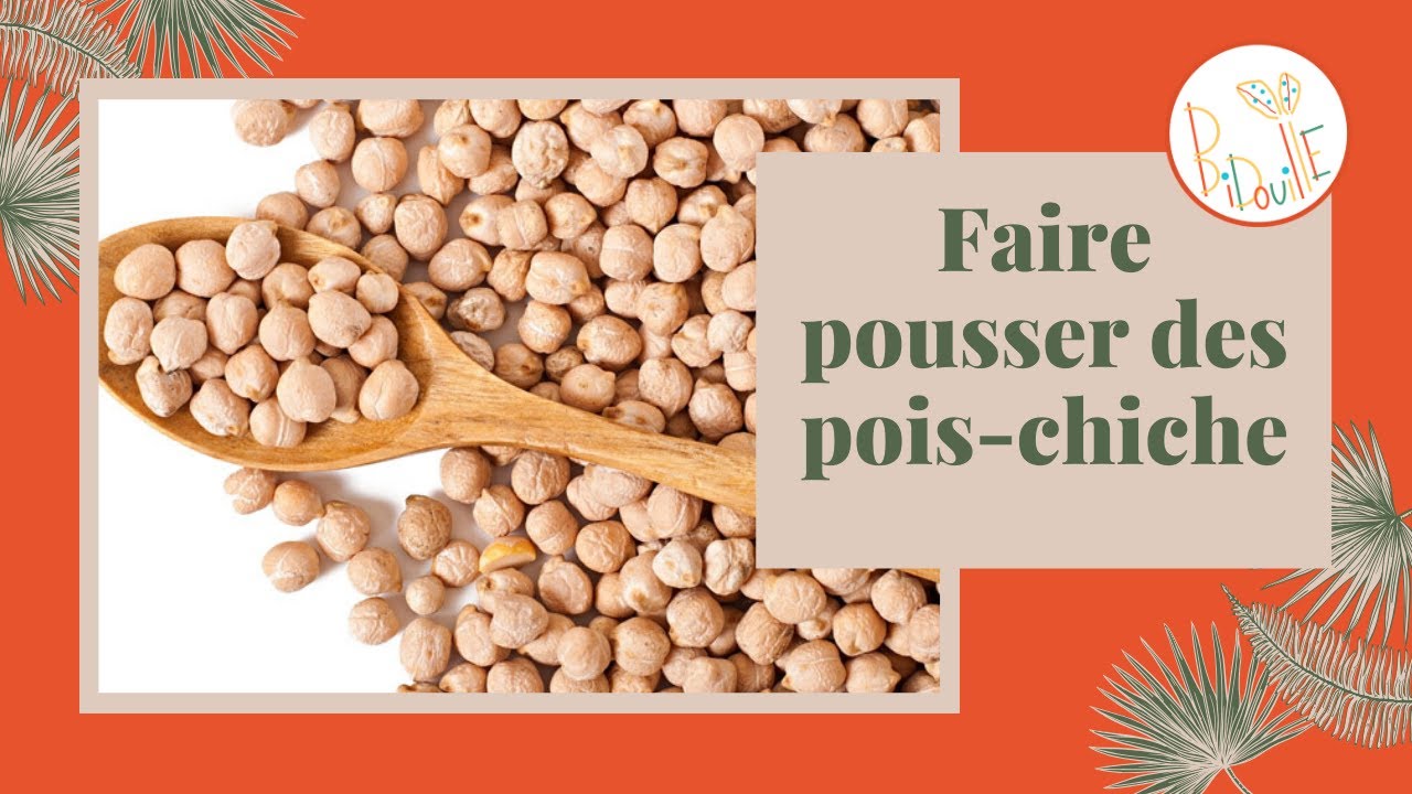 FAIRE POUSSER DES POIS-CHICHES