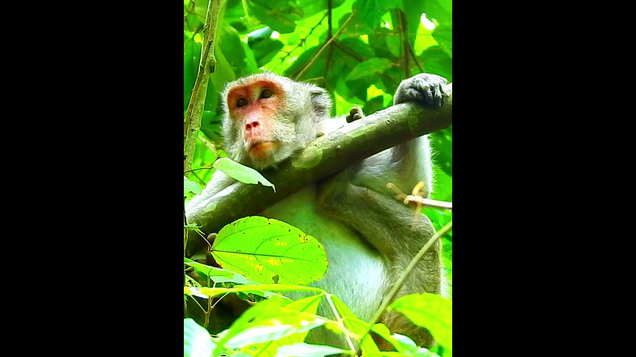 Pity Monkey's Wildlife 275