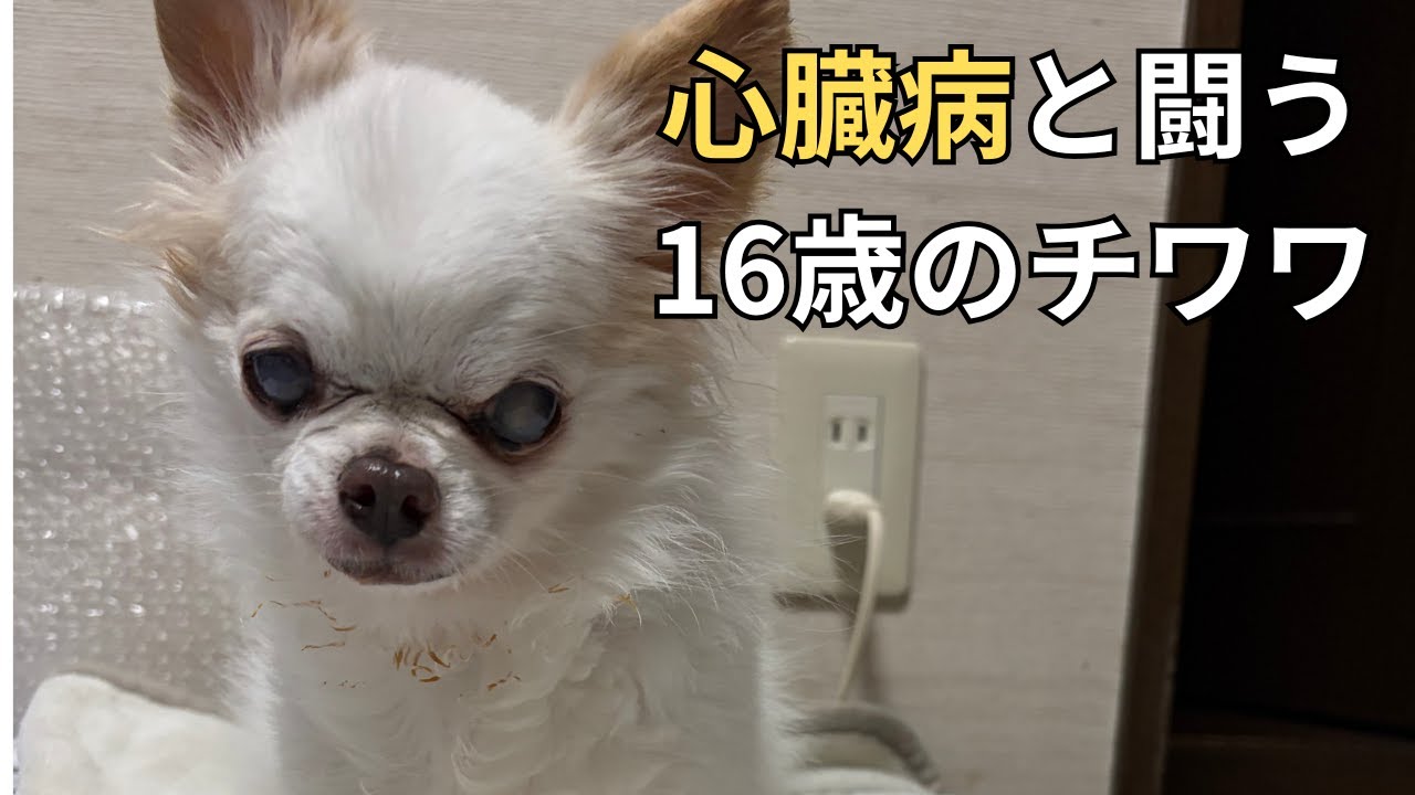 16歳の老犬介護。心臓病を抱えた老犬チワワが穏やかに過ごすための工夫と記録。