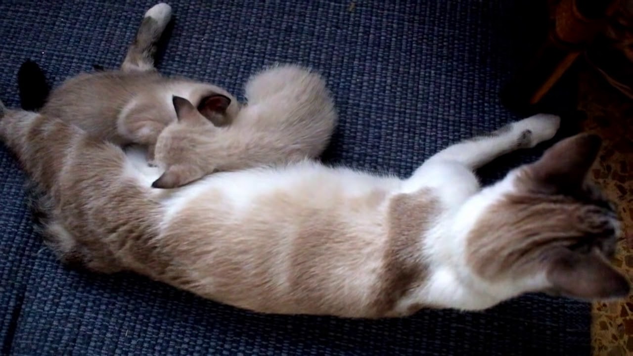 Mamma gatta parla con i micini
