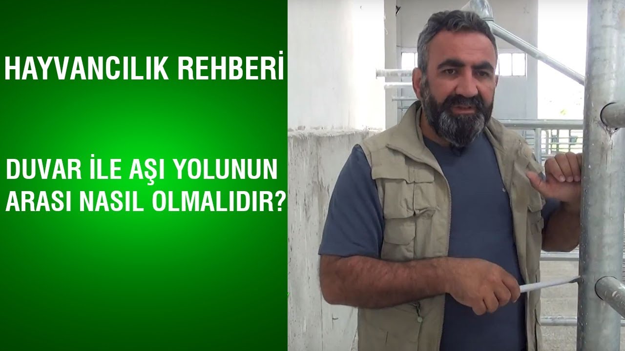 Hayvancılık Rehberi - Duvar İle Aşı Yolunun Arası Nasıl Olmalıdır?