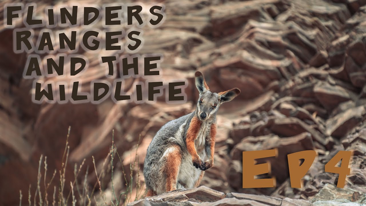 Wildlife Wake-Up Call & Unexpected Weather | FLINDERS RANGES ON A CFMOTO 800MT Ep 4