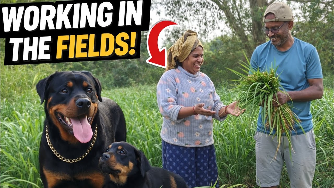 Morning routine in village with rottweilers #VillageLife#Rottweiler#countrysidelife 