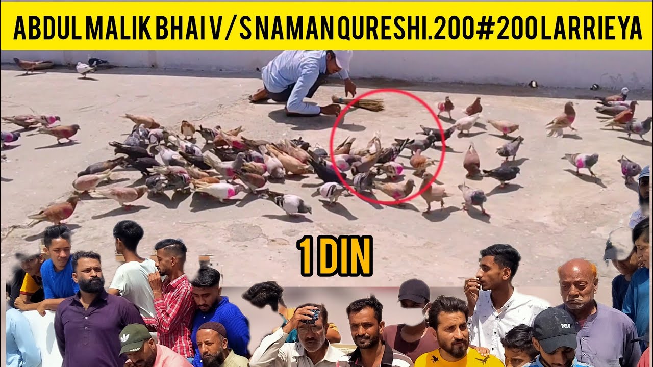 1 Kuboter pakre | Abdul Malik bhai V/S Naman | 400  kabootaron ki ladaiyan | 1 day | Gola kabutar