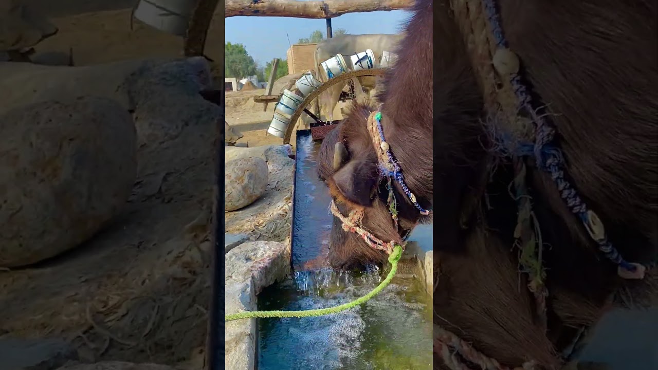 10m views irrigation system operating with faster bull #viralvideo #ytshorts #irrigation