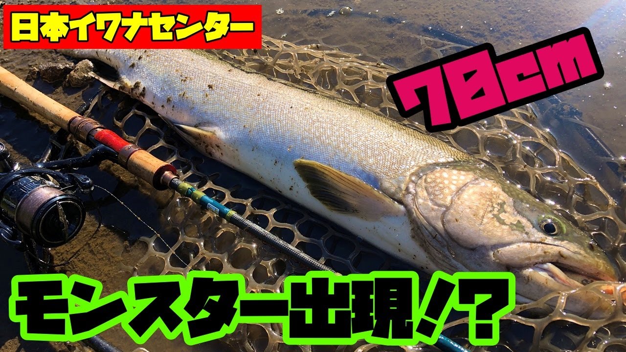 Offense and defense of the channel with the GIANT trout