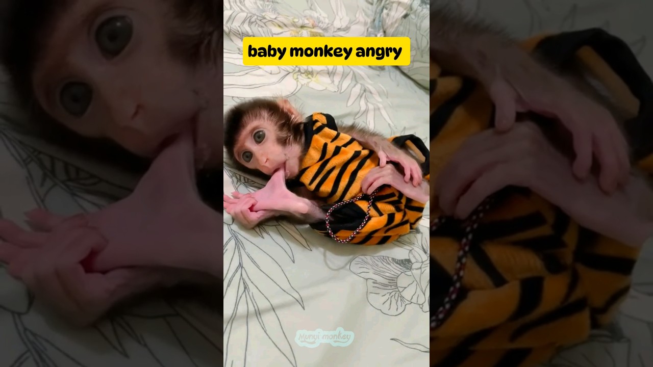 Baby monkey angry #babyanimal #mongkey #babymonkey #cute #babymonpai #animals #monpai #babyprimate