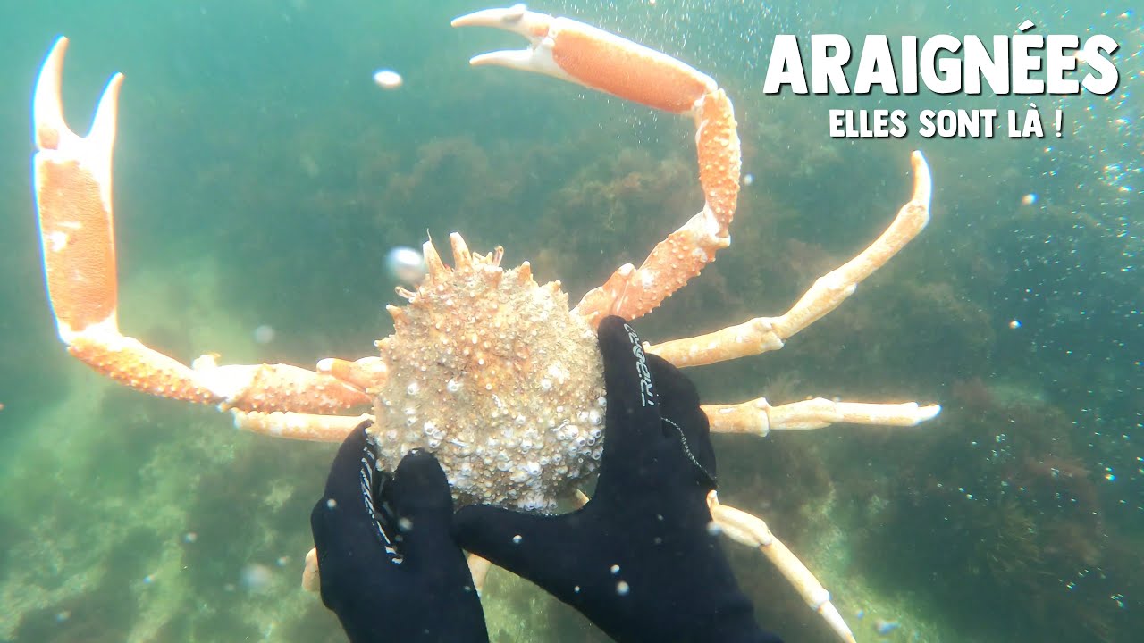Début des araignées dans la Manche - Plongée sous-marine