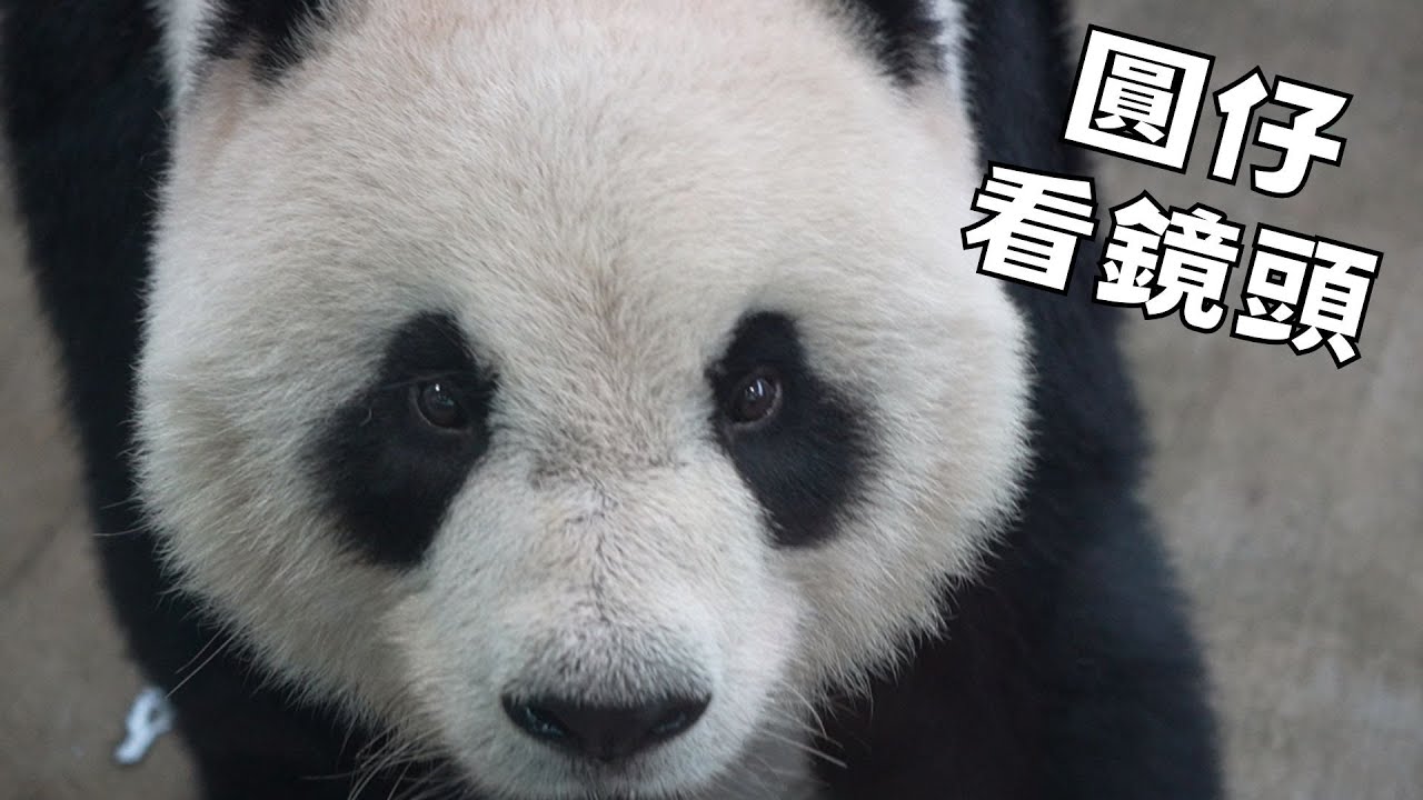 圓仔看鏡頭了！ Panda Yuanzai looks at me｜台北市立動物園 Taipei Zoo