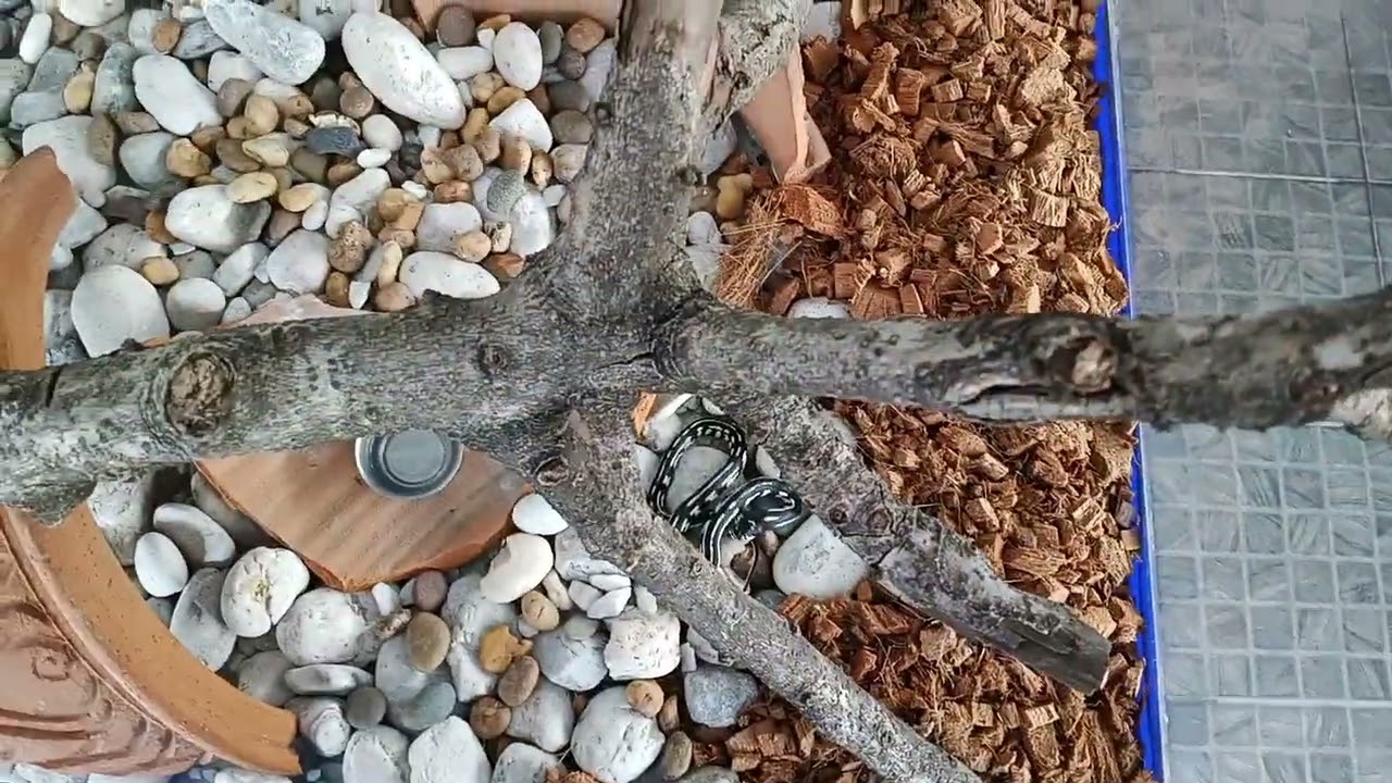Kaliforniya Kral Yılanı - California Kingsnake - Lampropeltis Getula Californiae