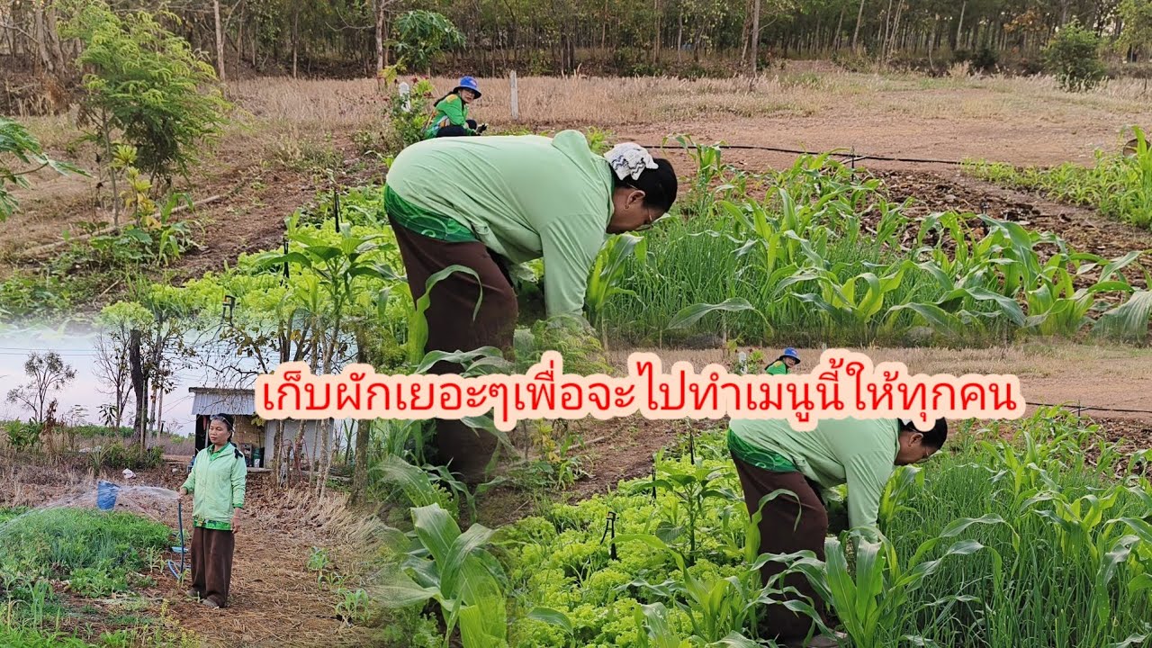 ขอบคุณเจ้าของพื้นที่ที่ให้สวได้อยู่ได้กิน#ป้าแต๋นชาเเนล 