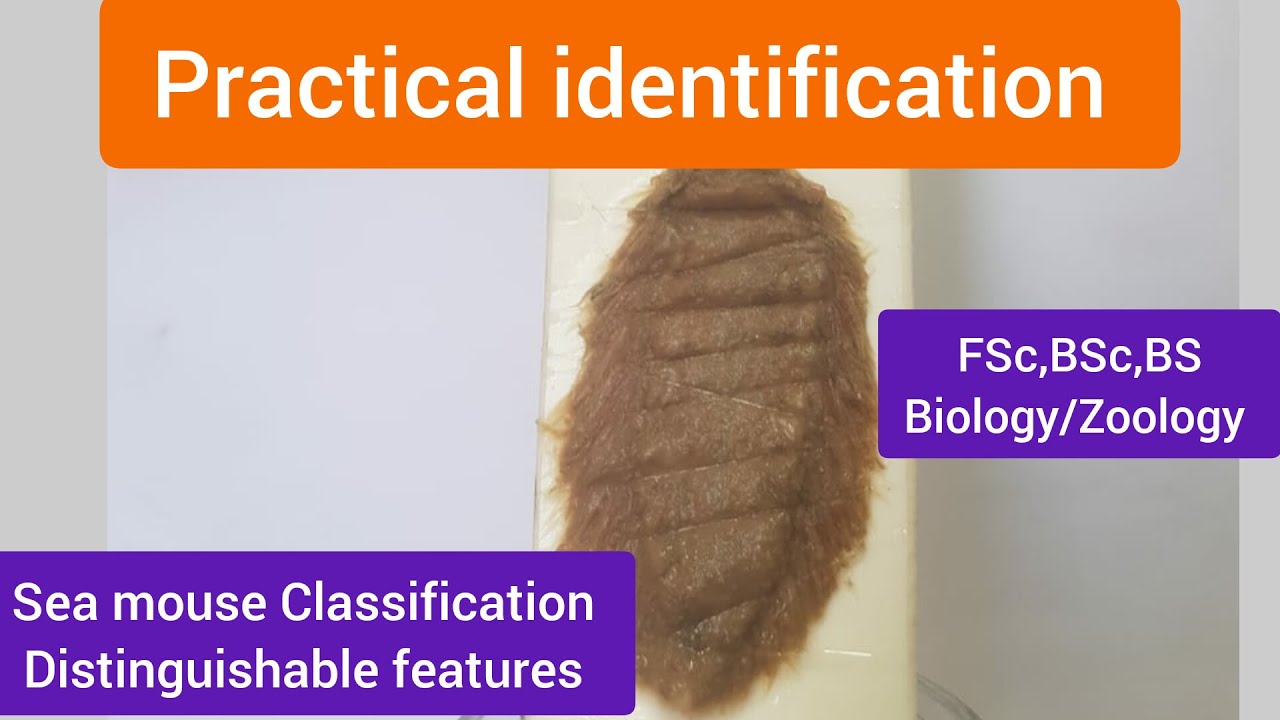 Sea mouse distinguishable features|Sea mouse characteristics|Sea mouse Classification|Seamouse facts