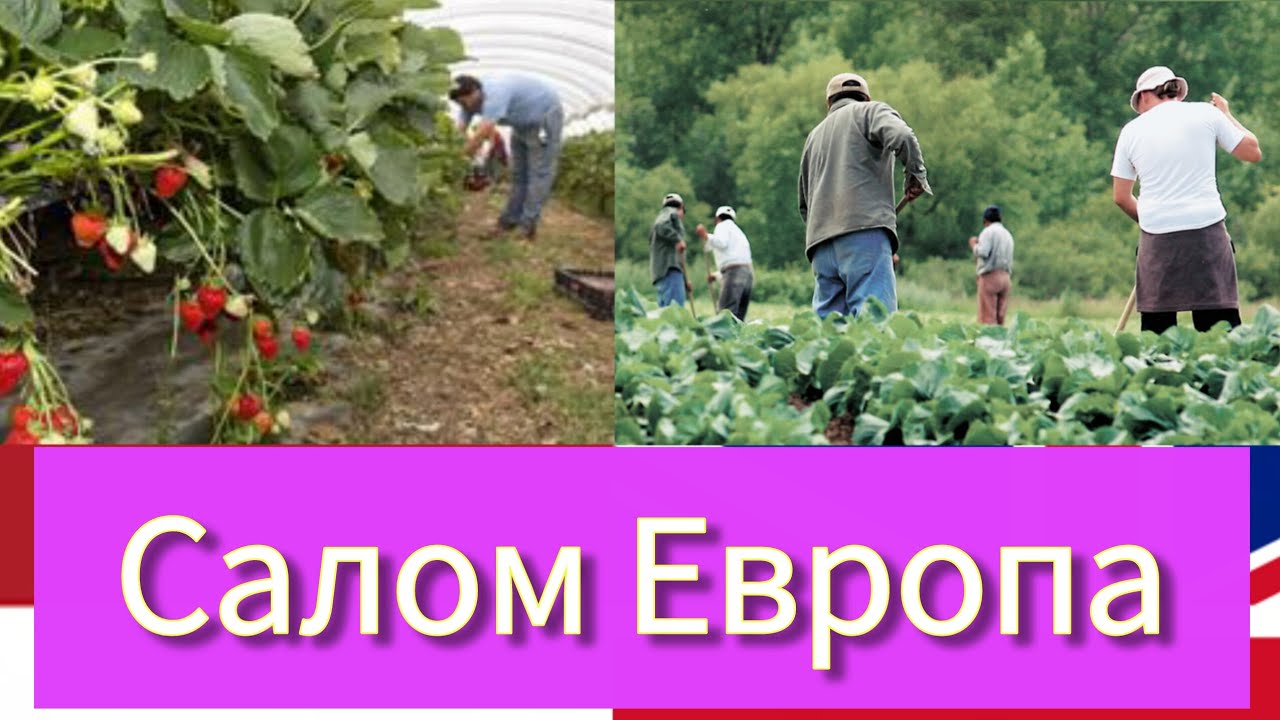 Норвегия Германия Англия Ишга Келса Була́дими? Европага