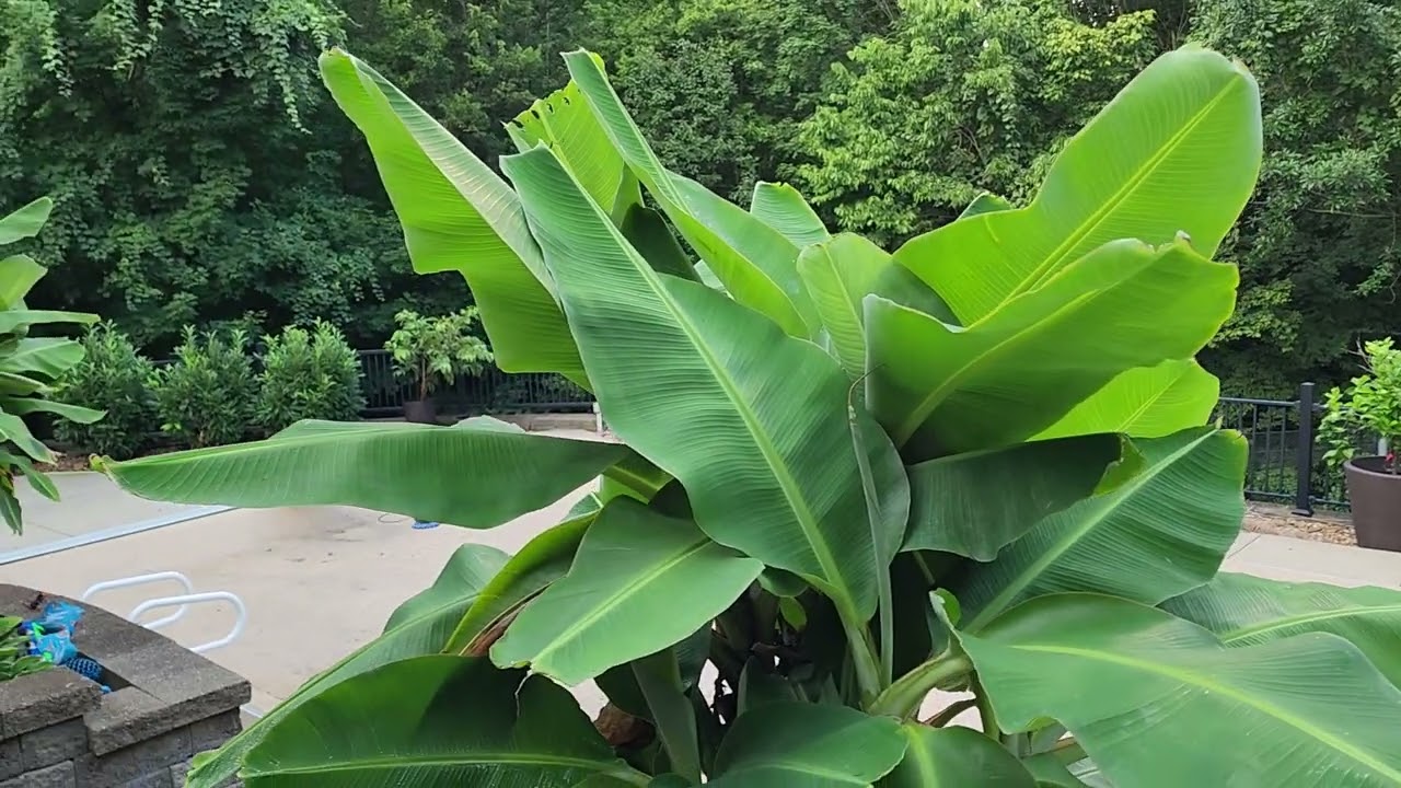 How to grow Dwarf Cavendish Banana Trees