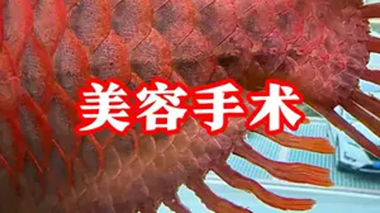 完美的美容手术全过程😝记得看完哦养鱼日记 红龙 龙鱼掉眼手术