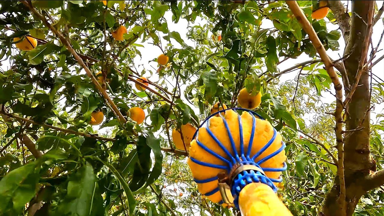 Harvesting Peaches 2025 (Animals Get Treats)