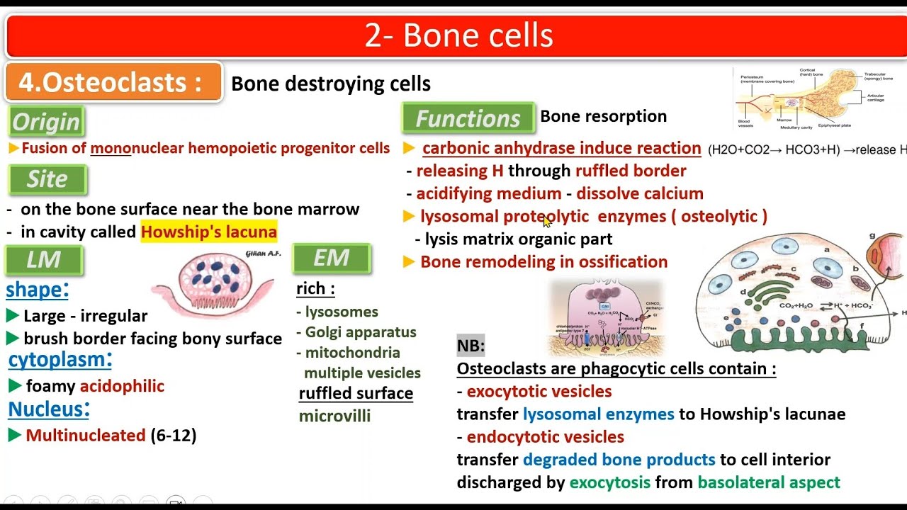 Bone Ultra Crash course [ Histology Revision ] - قصر العيني 199