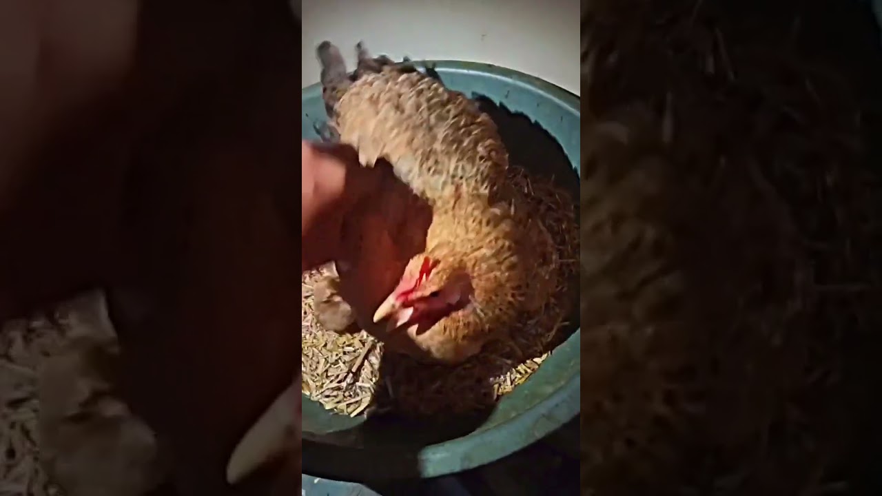 desi cuje 🐓 mu 🐓🐓🐓🐓