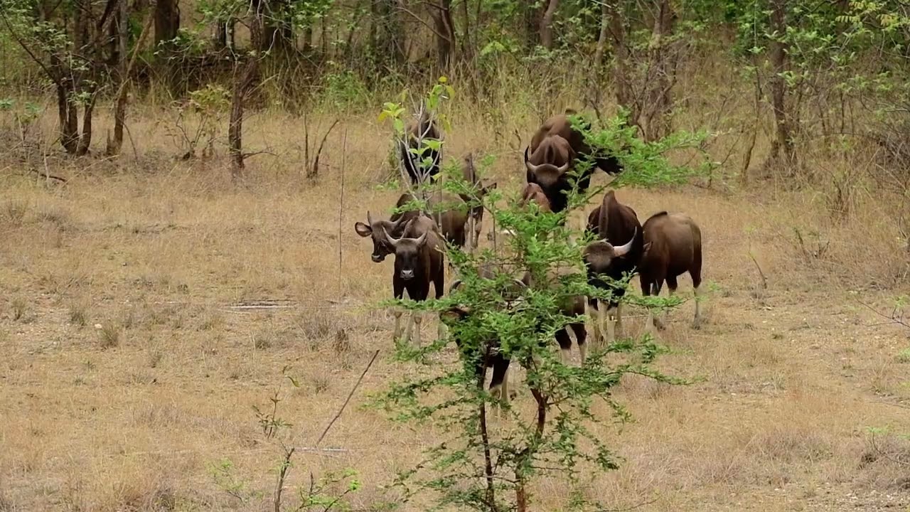 Koka Wildlife Sanctuary Machan Moments 2025