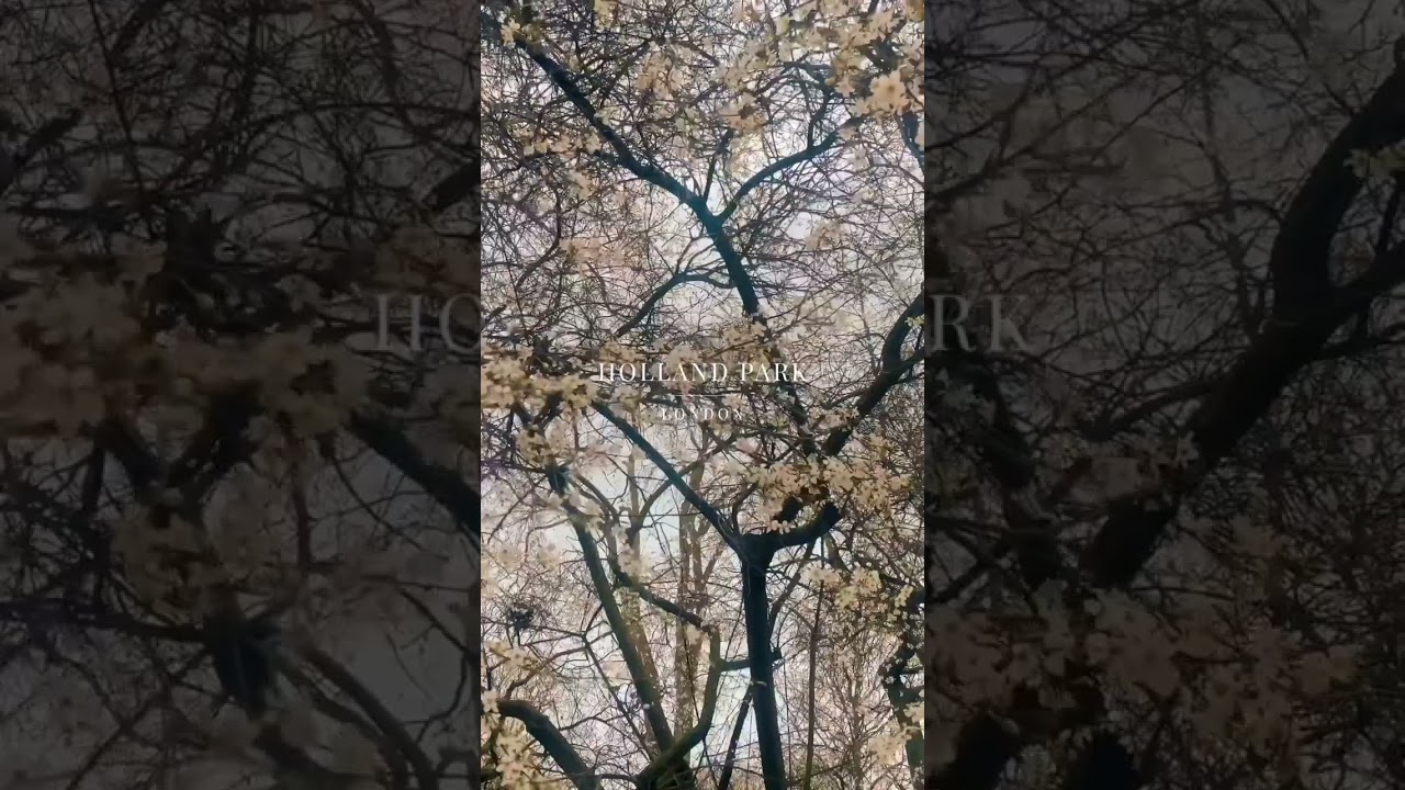 Walk with me at Holland Park #london #hollandpark