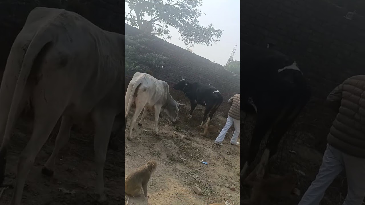 आज बहुत आनन्द मिला सब समझते हैं ये भी वीडियो पूरी देखो तो समझोगे #viralvideo#animal#monkey 