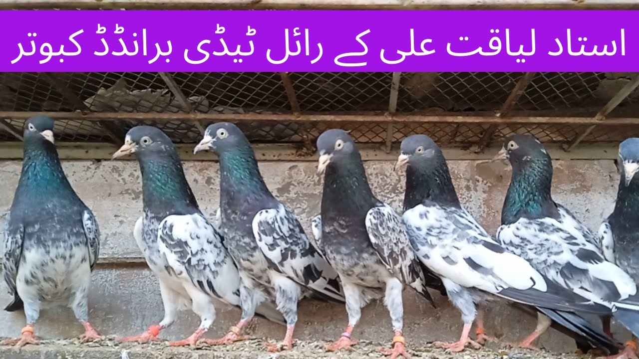 Ustad Liaqat Ali Ke Royal Teddy Branded Pigeons