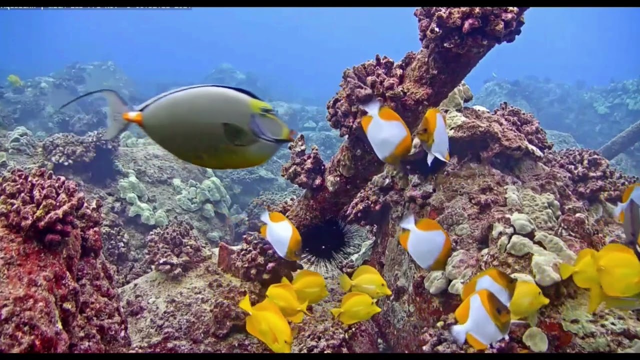 Beautiful Hawaiian Reef Fish on MEGA Lab Cam