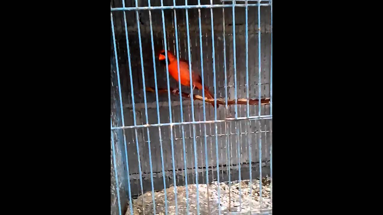 Cardenal rojo cantando matamoros