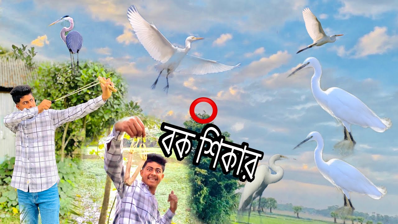 বক পাখি শিকার করার সহজ কৌশল বিডিও দেখলে বুঝতে পারবেন 😱 #বক#শিকারি #জাহিদ #বক #বকপাখি #ঘুঘু #টিয়া