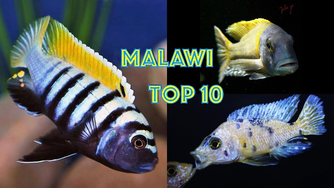 MALAWI TOP TEN (Imágenes de Julio G.) Cíclidos Africanos Lago Malawi