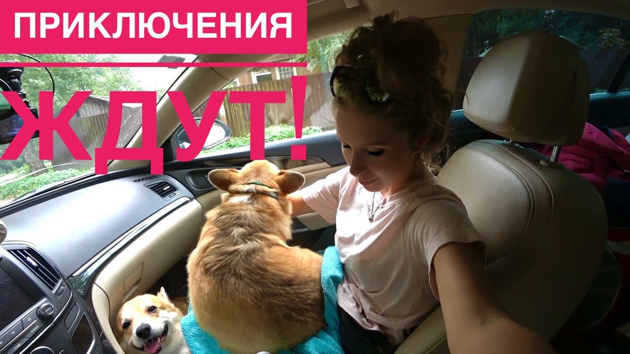 Путешествие с собаками!🚗 Будем жить в палатке! 🏕День 1 часть 1 VLOG