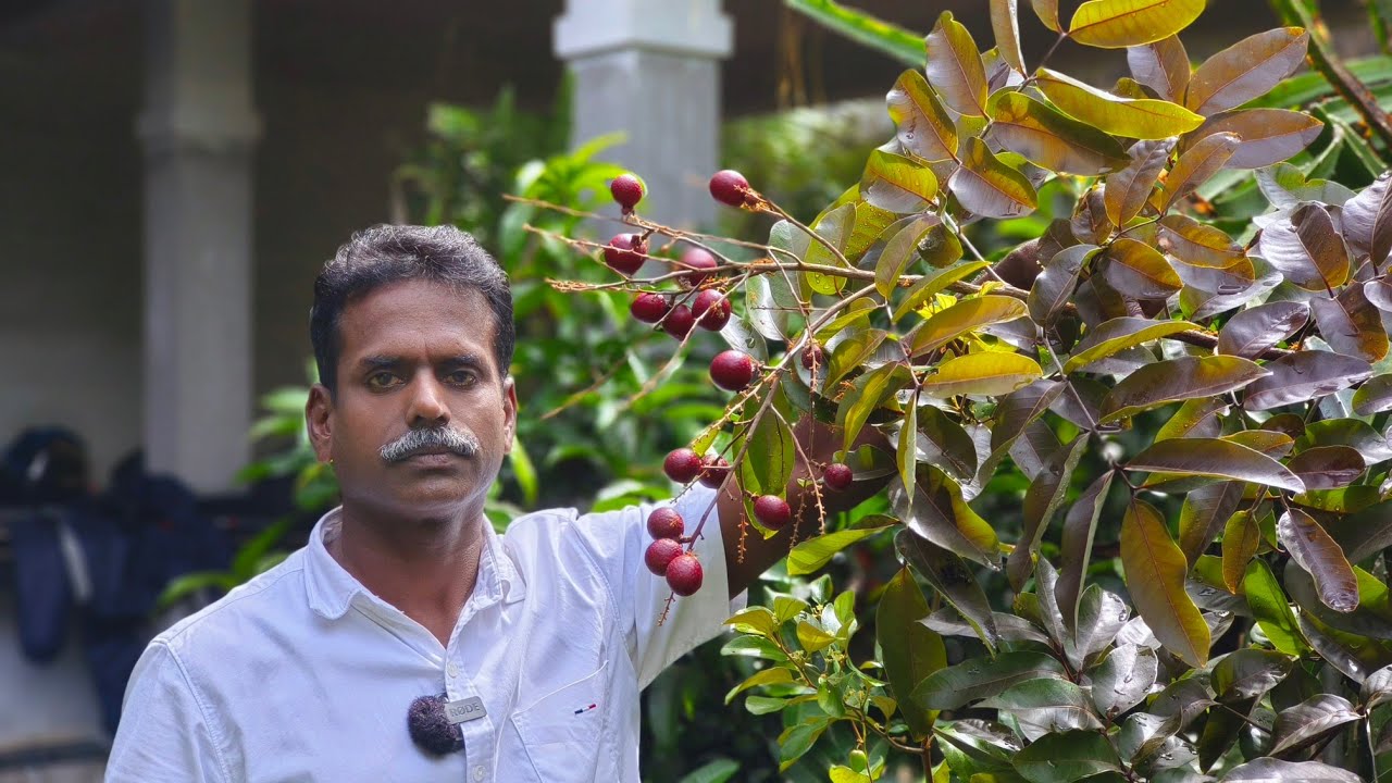 ഇനി നിങ്ങൾക്ക് തീരുമാനിക്കാം ലോങ്കൻ തൈകൾ വെക്കണോ വേണ്ടയോ !!! #longan #longanfruit #exotic