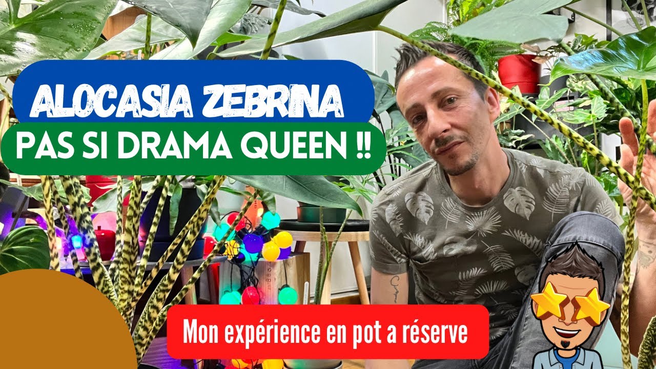 #4-Alocasia ZEBRINA…Pas si Drama QUEEN !!! [ entretien et mon expérience ] 🪴#plantaddict