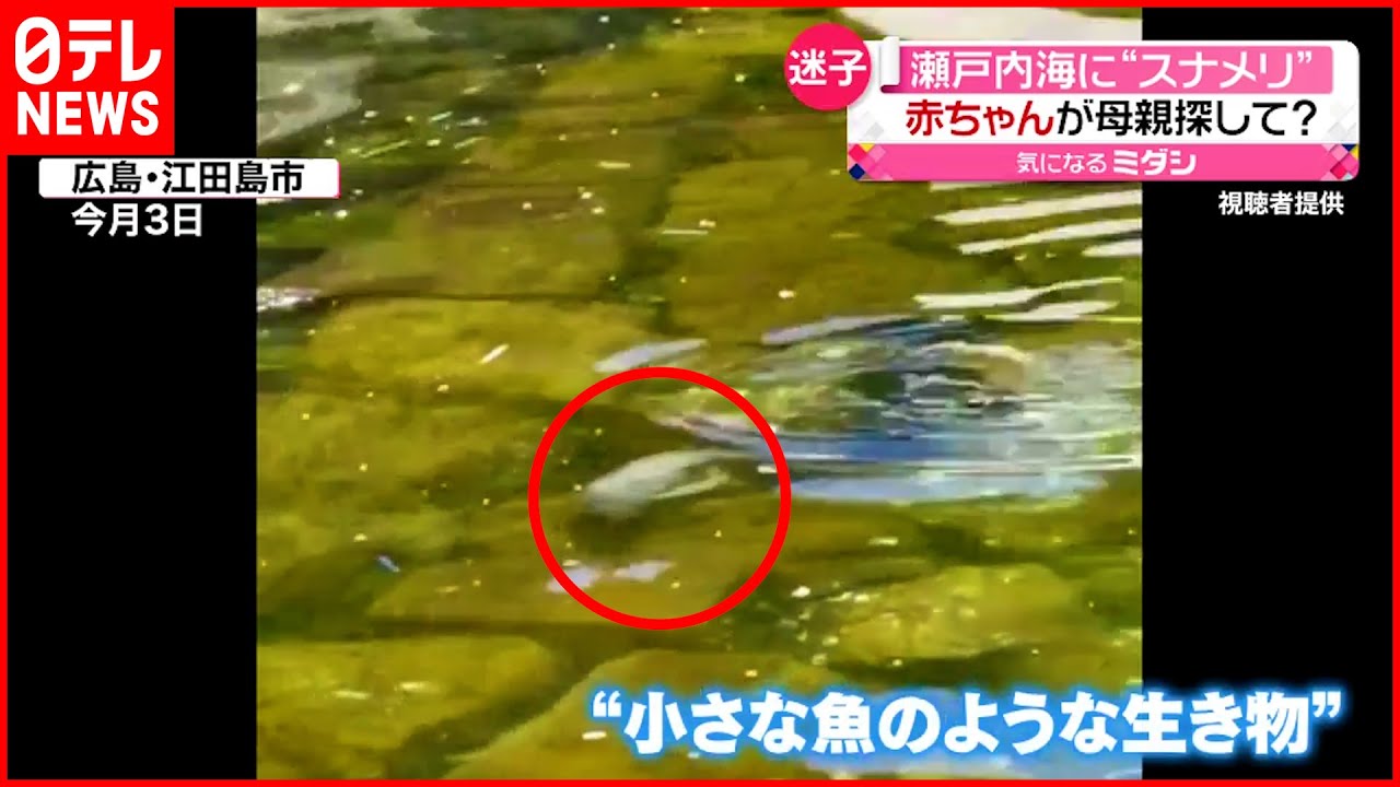 【迷子】瀬戸内海の漁港に“スナメリ”の赤ちゃん  お母さんとはぐれたか？