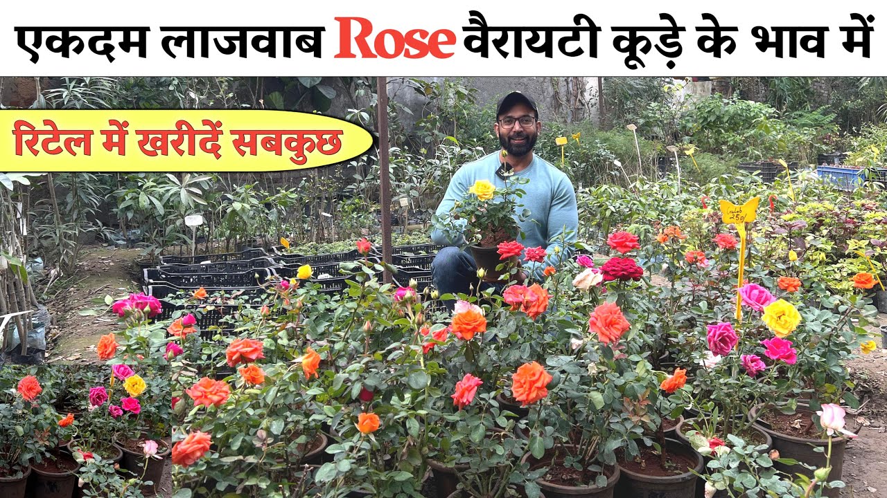 दुनिया का सबसे सस्ता Rose Plants बाजार यहाँ पर सब मिलता है कूड़े के भाव में !