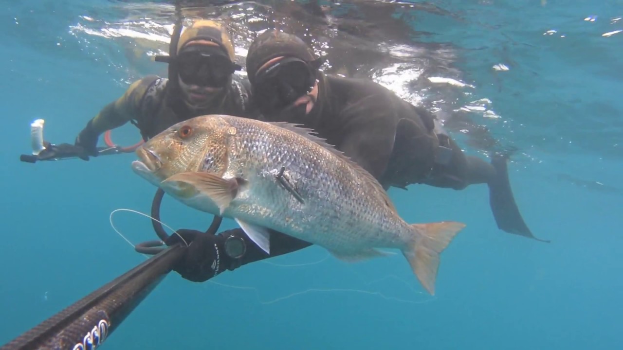 Pesca Submarina, Dent&oacute;n 5,5kg a la espera